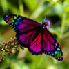 Beautiful Rainbow Butterfly.jpg