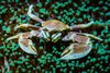 Porcelain-Crab-Batangas-Bay-by-Jett-Britnell.jpg