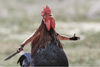 googled-angry-chicken-and-got-this-masterpiece-https-t-co-lwrxayy3yw-27599183-1.png